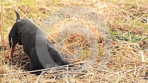 Dachshund dog hunting for moles in the garden ground covered with dry grass. Handheld Steady Footage.