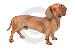 Dachshund Dog isolated