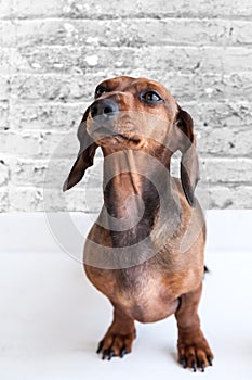 Dachshund dog isolated