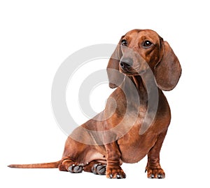 Dachshund Dog isolated over white background