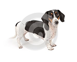 Dachshund Dog Isolated on White