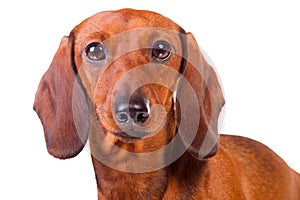 Dachshund Dog on isolated white