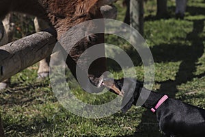 A Dachshund dog kisses a foal