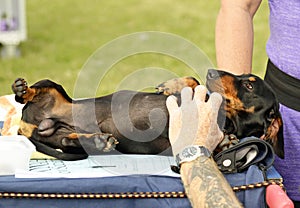 Dachshund dog laying back enjoying chest & tummy rub photo