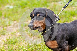 Dachshund dog on a leash close up in the park during a walk