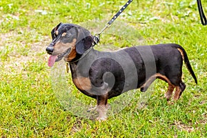 Dachshund dog on a leash close up in the park during a walk