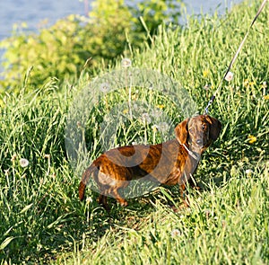 dachshund dog leashed in grass