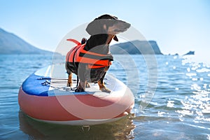 Dachshund dog in life jacket on Sup-board on sea water