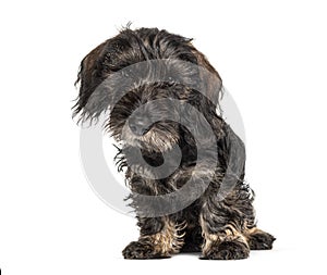 Dachshund dog lloking at the camera, isolated photo