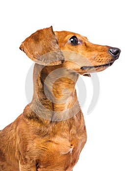 Dachshund Dog looking at a side