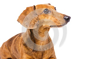 Dachshund Dog looking at a side