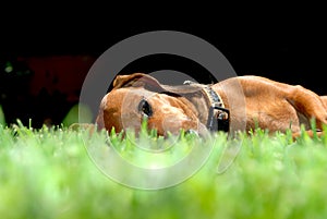 Dachshund dog lying on the grass