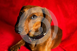 Dachshund dog-this one of his best poses