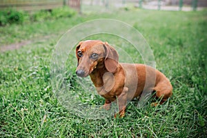 Dachshund dog in outdoor. Beautiful Dachshund standing on the green grass. Standard smooth-haired dachshund in the nature. Dachshu