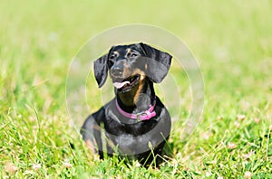 Dachshund dog in the park