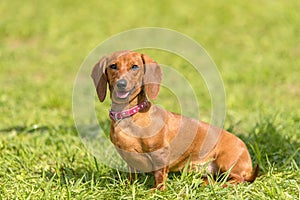 Dachshund dog in the park