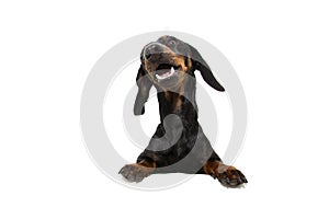 Dachshund dog  with paws over black edge. making a funny face. Isolated on white background