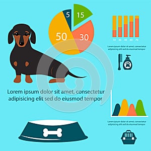 Dachshund dog playing infographic vector elements set flat style symbols puppy domestic animal illustration