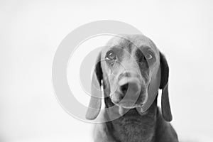 Dachshund Dog Portrait photo