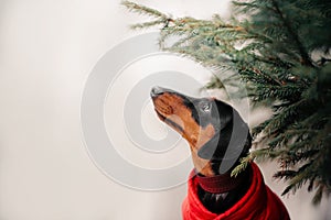 Dachshund dog portrait under a pine tree outdoors