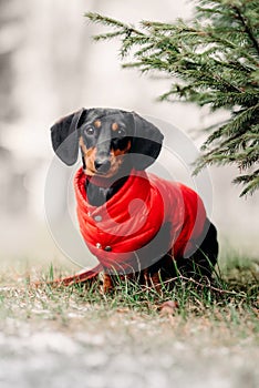 Dachshund dog posing outdoors in a red jacket