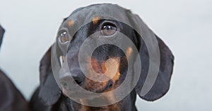 Dachshund dog puppy looks at camera and blinks close-up portrait, exposure