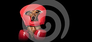 Dachshund dog in red boxing gloves and a protective boxing helmet sits on a black background and looks at the camera.