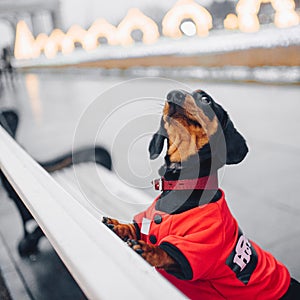 Dachshund dog in a red jacket posing on a bench outdoors