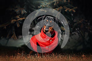 Dachshund dog in a red jacket sitting outdoors in autumn