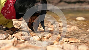 Dachshund dog with red neckpiece drinks water from river
