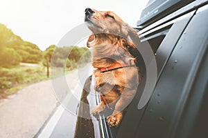 Dachshund dog riding in car and looking out from car window. Happy dog enjoying life. Dog adventure