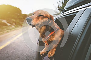 Dachshund dog riding in car and looking out from car window. Happy dog enjoying life. Travel with dog