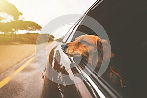 Dachshund dog riding in car and looking out from car window. Road trip with dog.