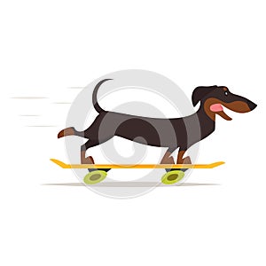 Dachshund dog riding skateboard