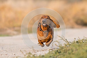Dachshund dog run