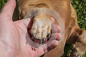 Dachshund dog`s paw in the man`s palm