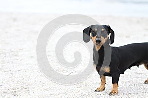 Dachshund dog on the sand