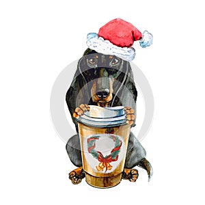 Dachshund dog in Santa Claus Christmas hat, with a warming cup of coffee. isolated on white background