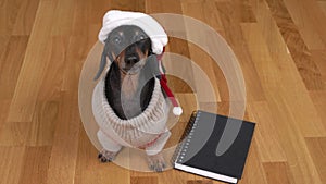 Dachshund dog in Santa hat barks near notebook on floor