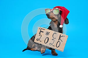 Dachshund dog in santa hat with sunglasses sits on blue background with cardboard sign that says outrage about the 2020