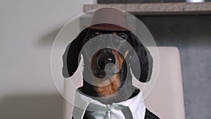 Dachshund dog with serious look in shirt, jacket and wide brimmed hat sits and sternly looks at interlocutor like real