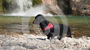 Dachshund dog shakes off after bathing in mountain lake