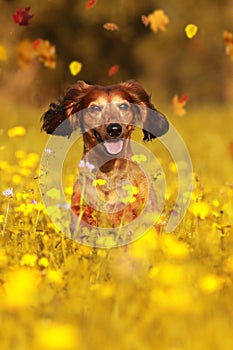 Dachshund dog sitting in autumn meadow