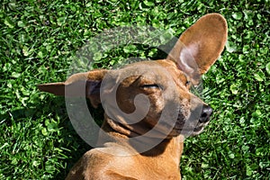Dachshund dog sleeps on the grass in the sunny day. Happy dachshund dog enjoying the sunshine in the park.