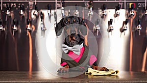 Dachshund dog stands by bar counter dressed in costume and tie