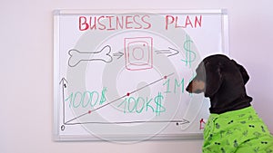 Dachshund dog is studying a business plan drawn on a blackboard for increasing income and investing money and developing his