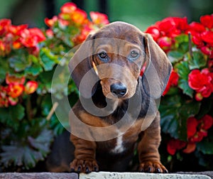 Dachshund Dog summer garden flowers blooming