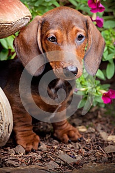 Dachshund Dog summer garden flowers blooming