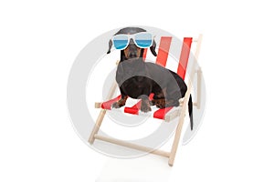 Dachshund dog summer resting on beach chair. Isolated on white background photo