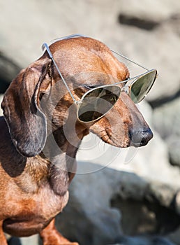 Dachshund dog with sunglasses at sea